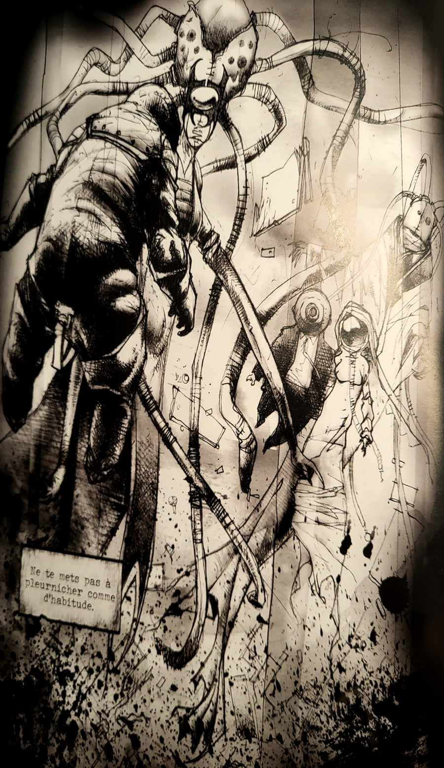 "Illustration de Blatta"